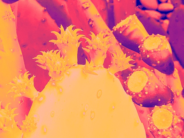 Yellow Purple Cacti - KENTER REED Photography & Design, LLC