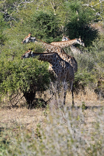DLM_2129_807 - African Wildlife - Don MacKinnon Photography