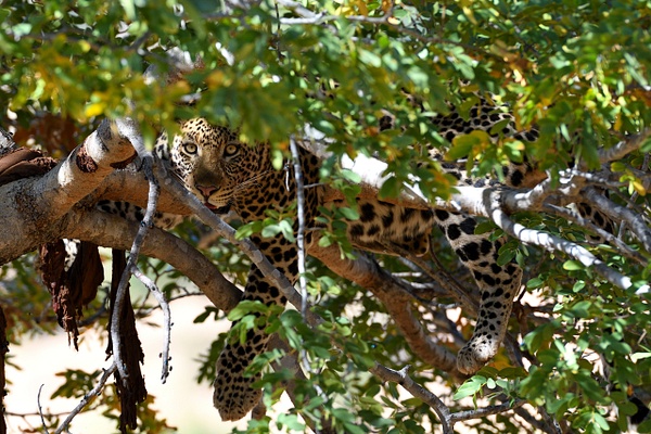 DLM_2158_816 - African Wildlife - Don MacKinnon Photography 