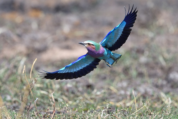 DLM_2545_822 - African Birds - Don MacKinnon Photography