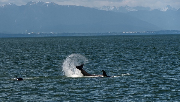 Orcassplashing#1 - Sea - Don MacKinnon Photography
