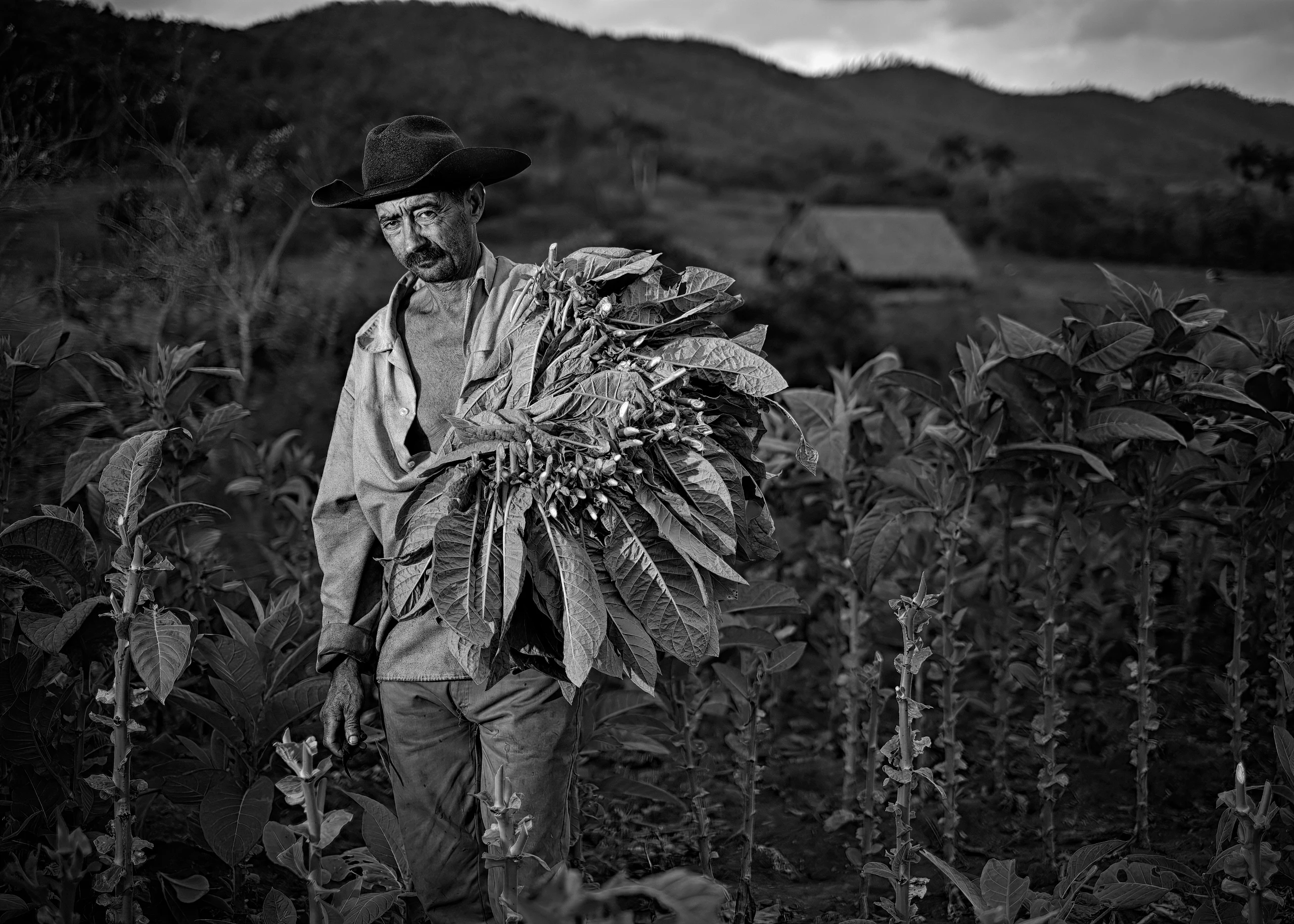 Tobacco_Farmer_Color_NO_sig_DSF4225-studio