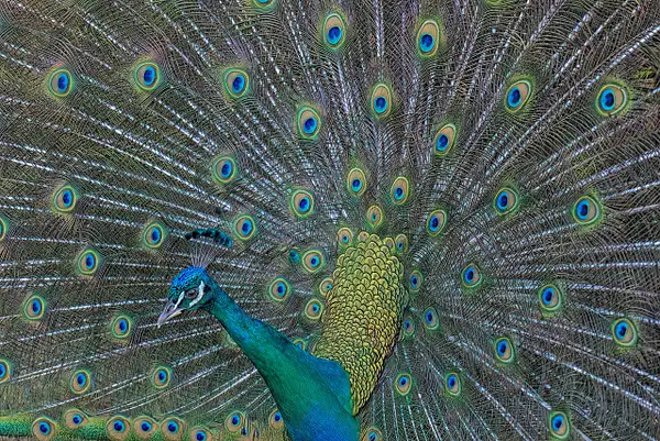 _DSF4597-1-Edit_Peacock-sharpen-stabilize-Edit_NO_Sig by...