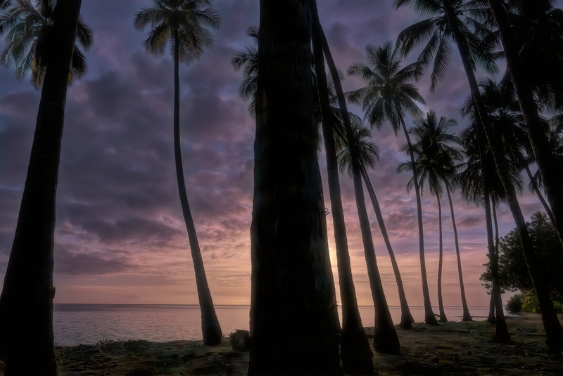 Palms_silhouette_Sunset_noSIG