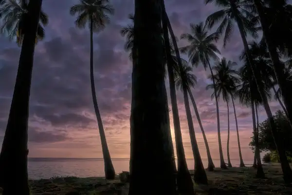 Palms_silhouette_Sunset_noSIG by Rad Drew