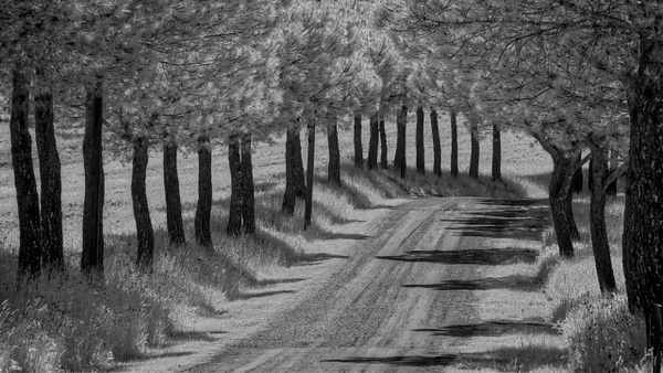 Treelined_Road_Tuscany_NO_sig - Rad A. Drew Photography 