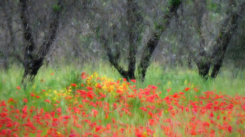 Poppies and Olive Trees, Tuscany