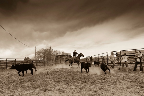 branding cattle - Wes Uncapher 