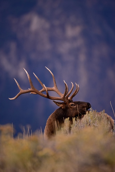 bull elk - Wes Uncapher