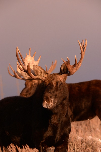 bull moose portrait - Wes Uncapher