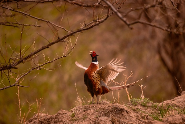 pheasant crowing - Wes Uncapher