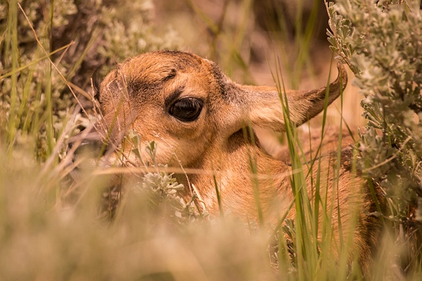 antelope fawn - Wes Uncapher 