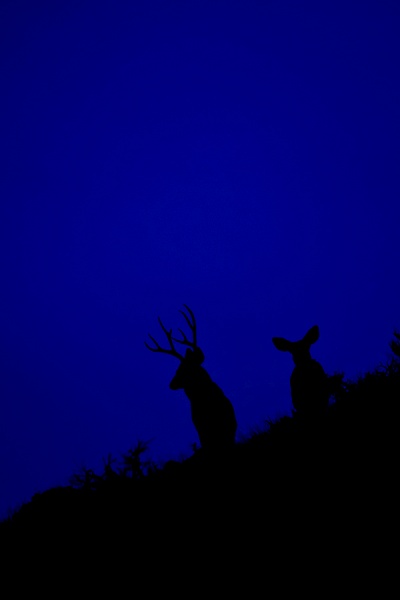 mule deer buck and doe - Wes Uncapher