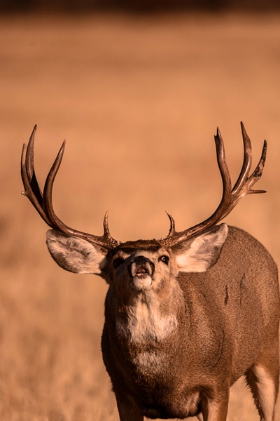 mule deer buck - Wes Uncapher