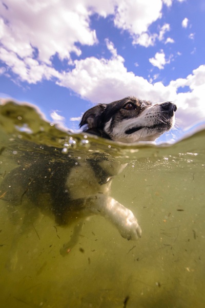 swimming dog - Wes Uncapher