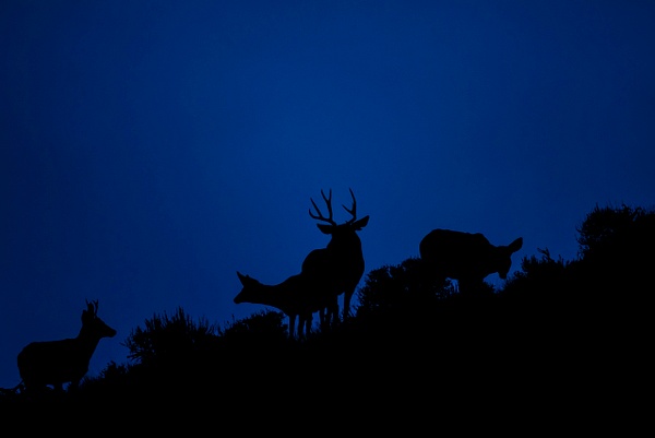 mule deer herd - Wes Uncapher