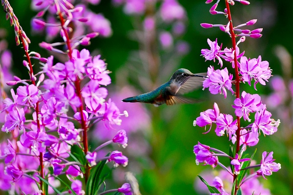 hummingbird feeding in flowers - Wes Uncapher