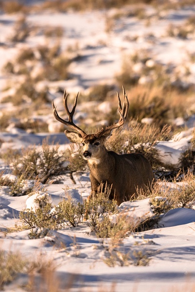mule deer buck - Wes Uncapher 