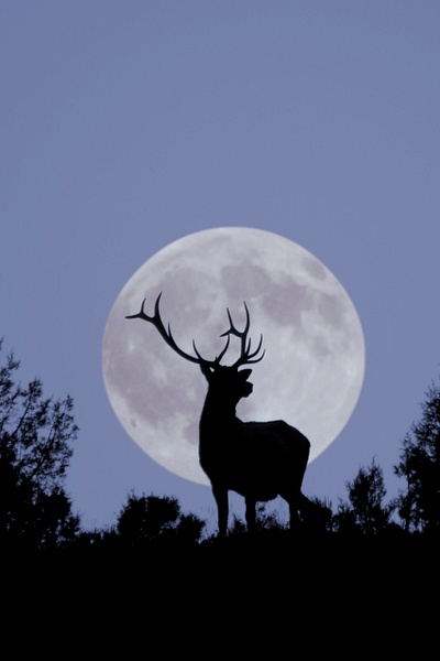 elk moon - Wes Uncapher