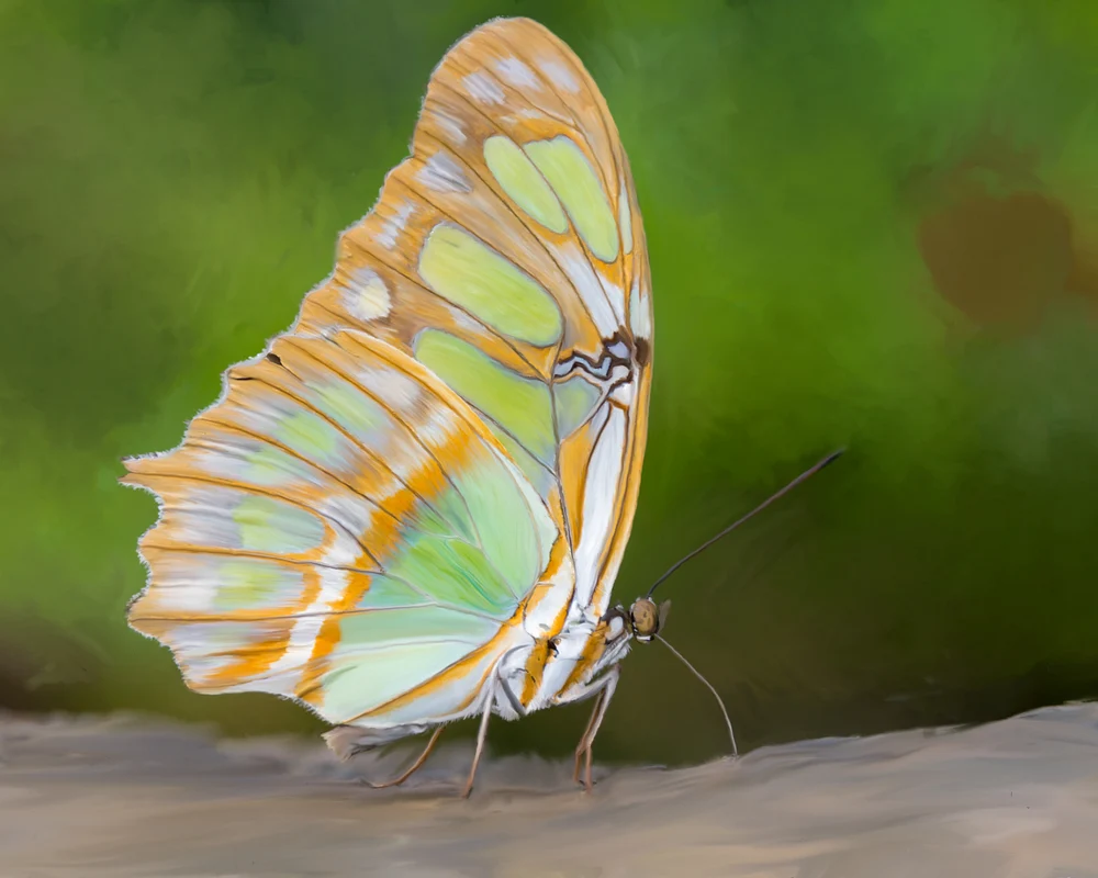 _DSC6678 Painting