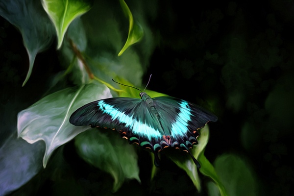 Painted Butterfly - Digital Paintings - JonathanDPhotography 