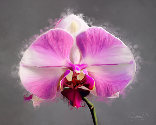JDA Full Orchid Painting - Digital Paintings - JonathanDPhotography