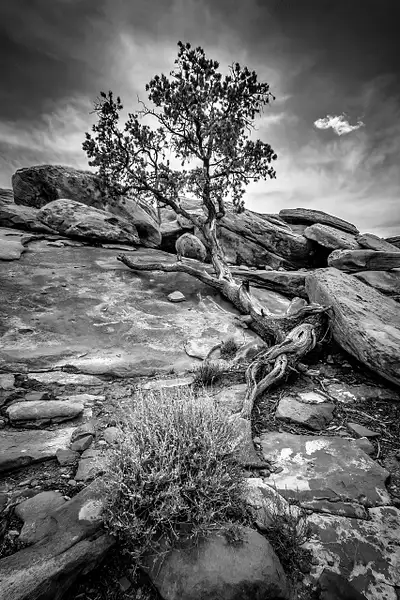 Toroweap Pinyon Pine by Fotoclave Gallery