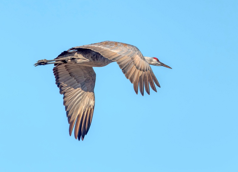 Sandhill Crane, Grus canadensis, in flight