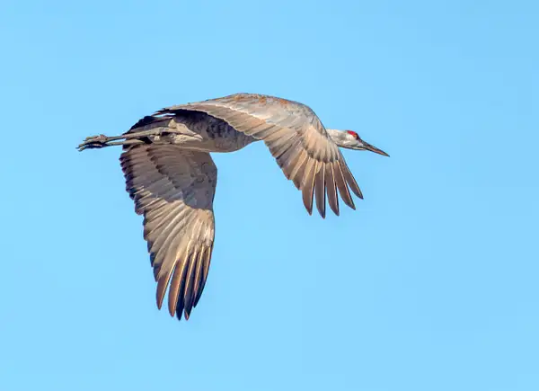 Sandhill Crane, Grus canadensis, in flight by Fotoclave...