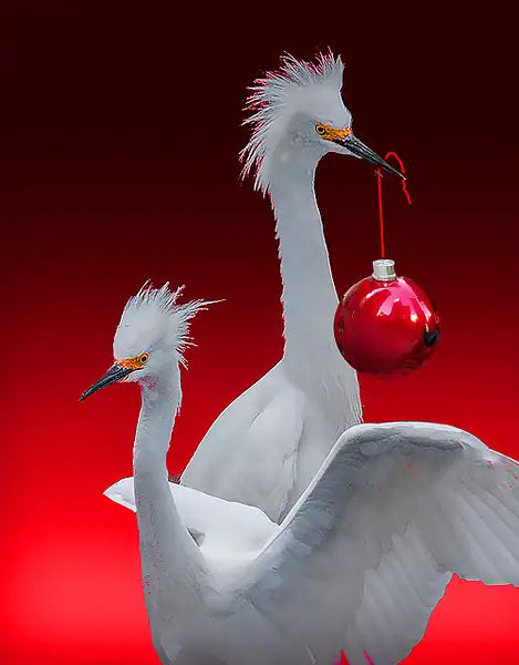 Merry Christmas by Fotoclave Gallery