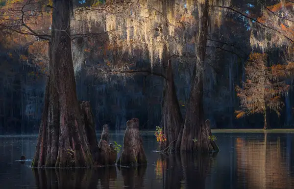 Draping Spanish Moss over Bald Cypress by Fotoclave...