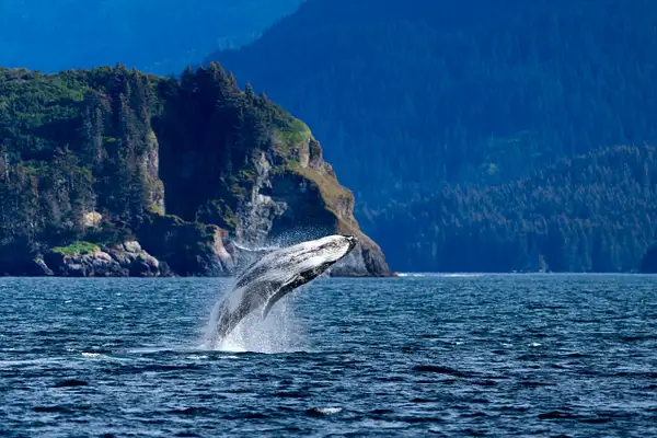 Breaching humpback whale by Fotoclave Gallery
