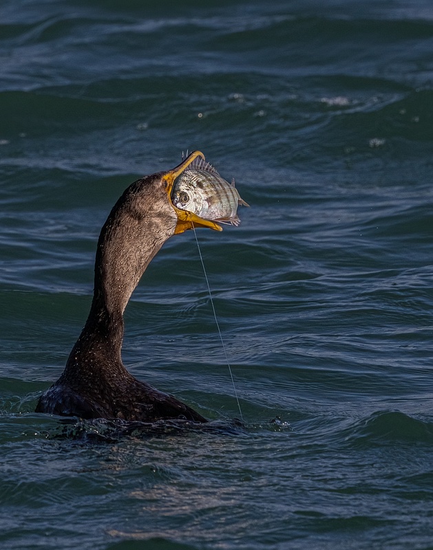 Double-crested cormorant Trying to Steal Fisherman's  Catch