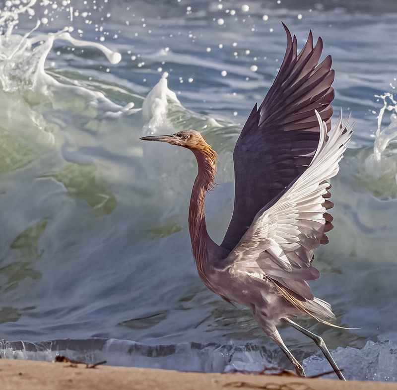 Reddish Egret Fleeing Wave