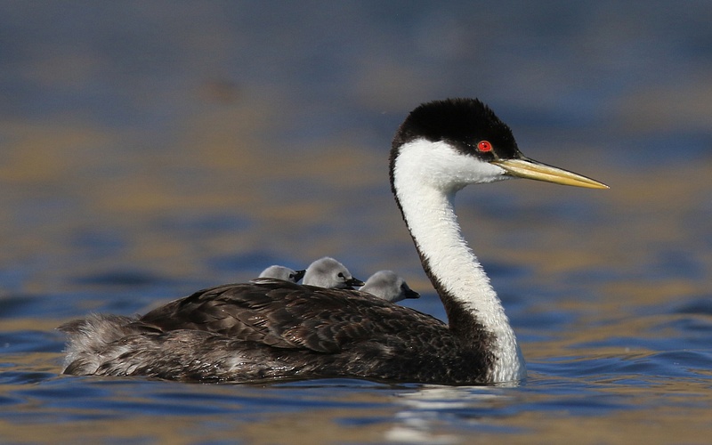 Western Grebe with 3 Babies