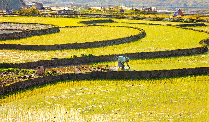 Planting new rice crops in the terraces of Nothern Vietnam