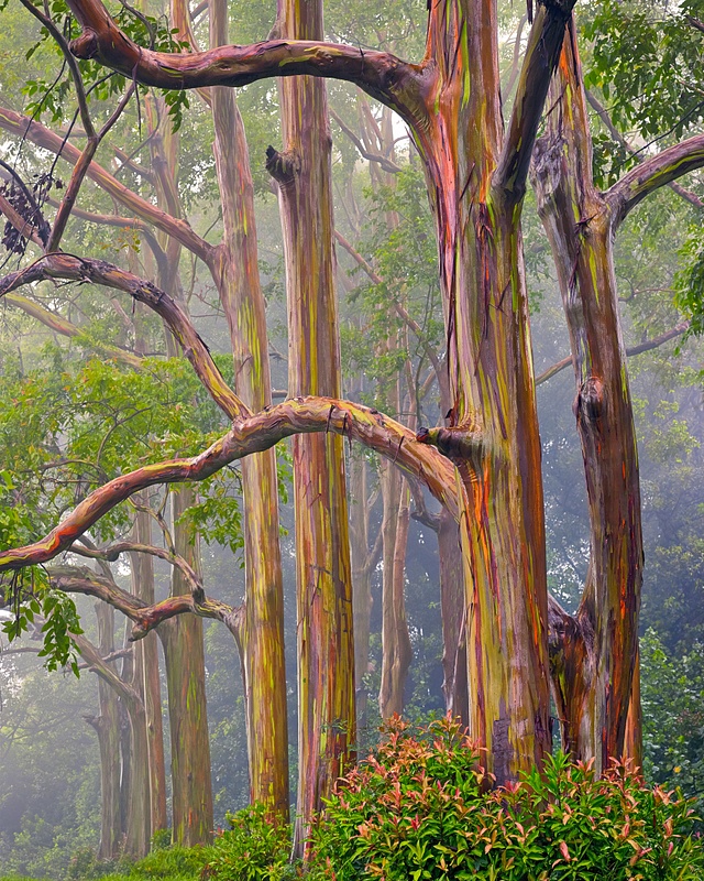 Painted Trees In Fog