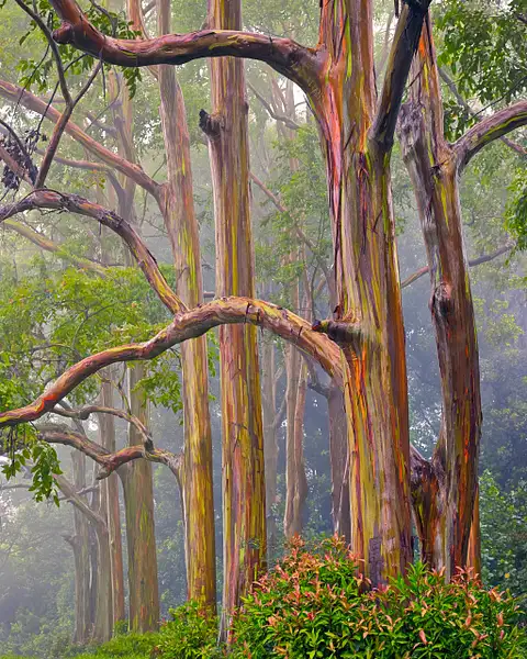 Painted Trees In Fog by Fotoclave Gallery