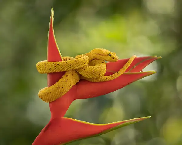 Yellow Eyelash Viper on Heliconias by Fotoclave Gallery