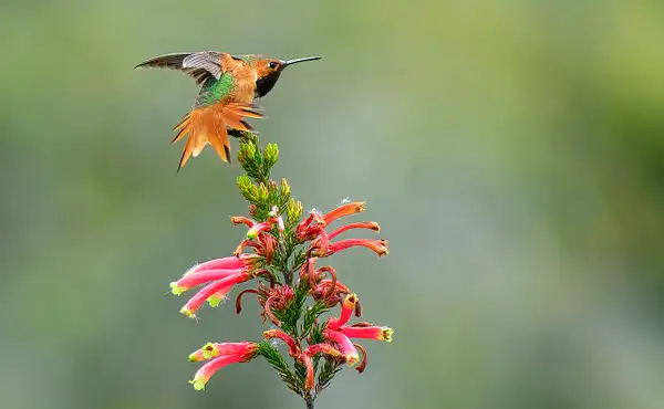 Hummingbird Landing by Fotoclave Gallery