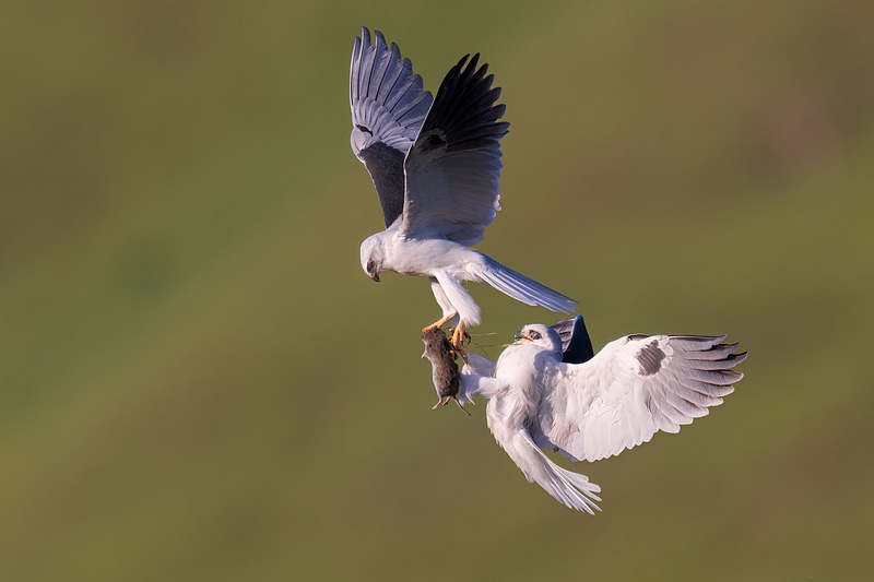 1-st Place - Male White-tailed Kite Exchanges A Capture California Vole With Female White-tailed Kite