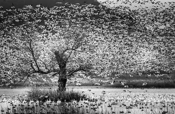 Tree of Birds by Fotoclave Gallery