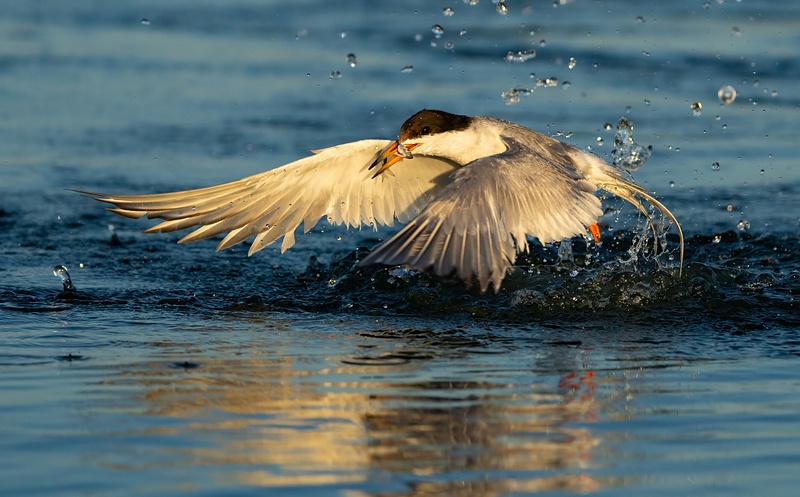 Gotcha! Forster’s Tern emerges from its dive with a fish.