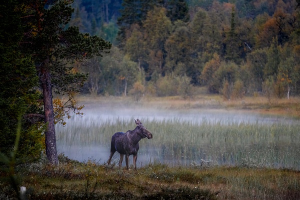 Elg Aug 2024 - Hemsedal - Terje Svendsen