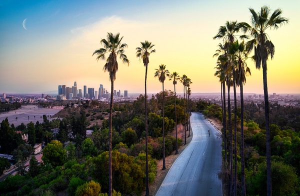 DTLA palm trees 2 - Venti Views Photography – Los Angeles, CA