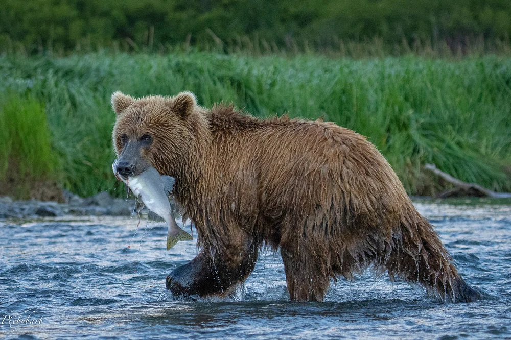 Fishing  bear