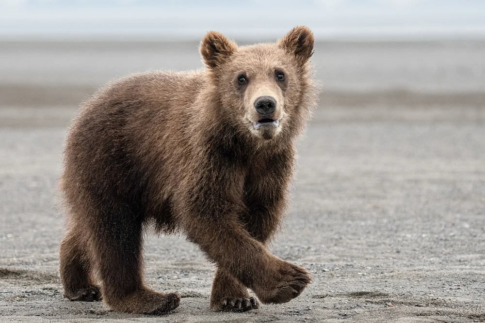 Cub with milk mouth