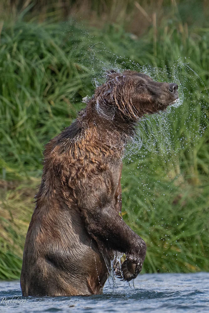 Shake off