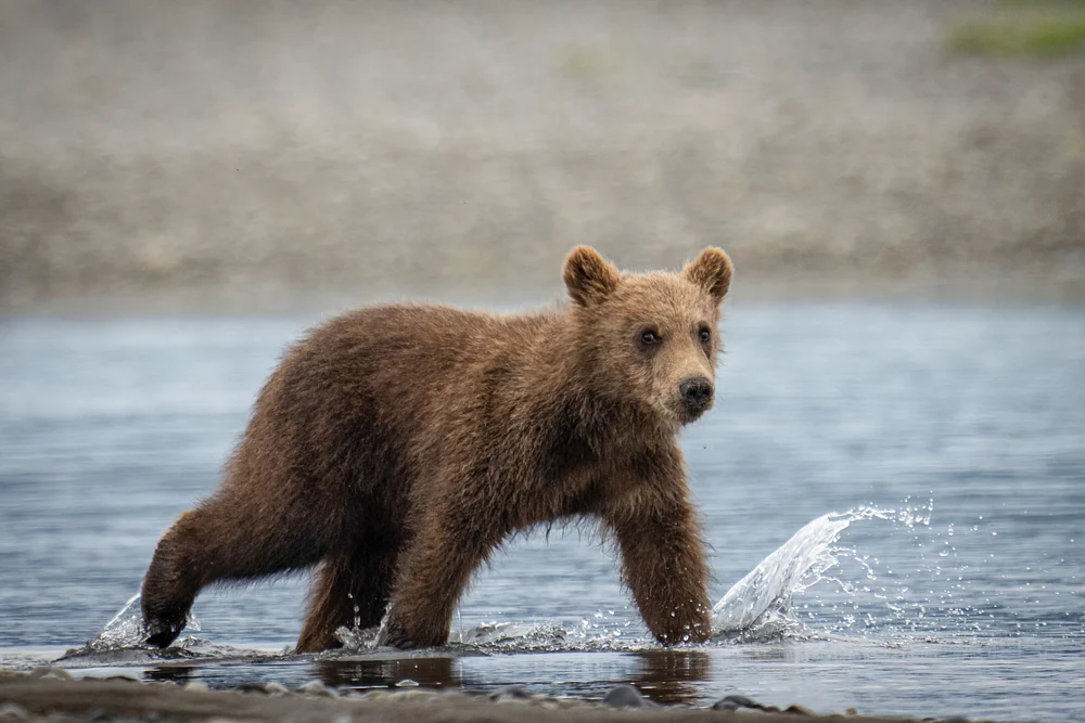 Cub in water