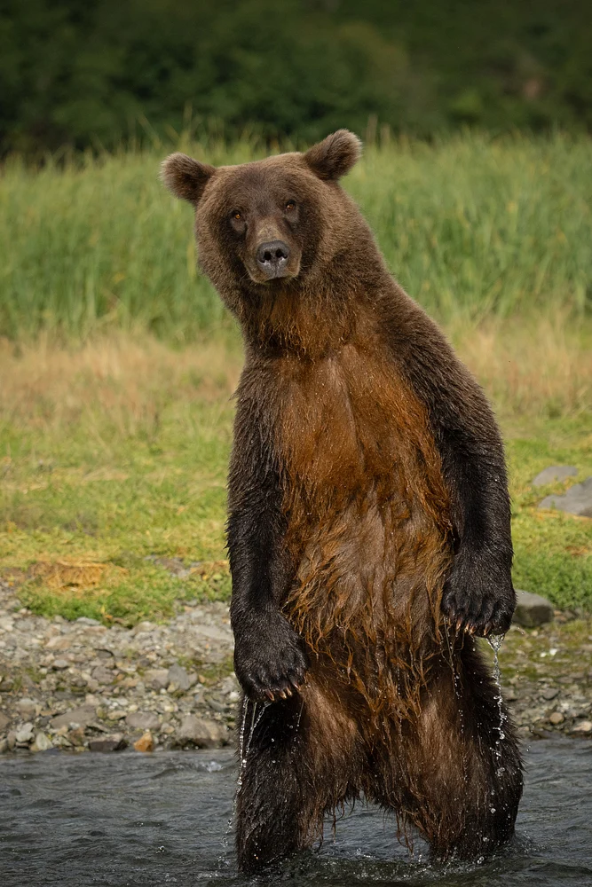 Standing Bear